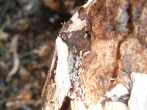 お庭の植栽に生息する白蟻